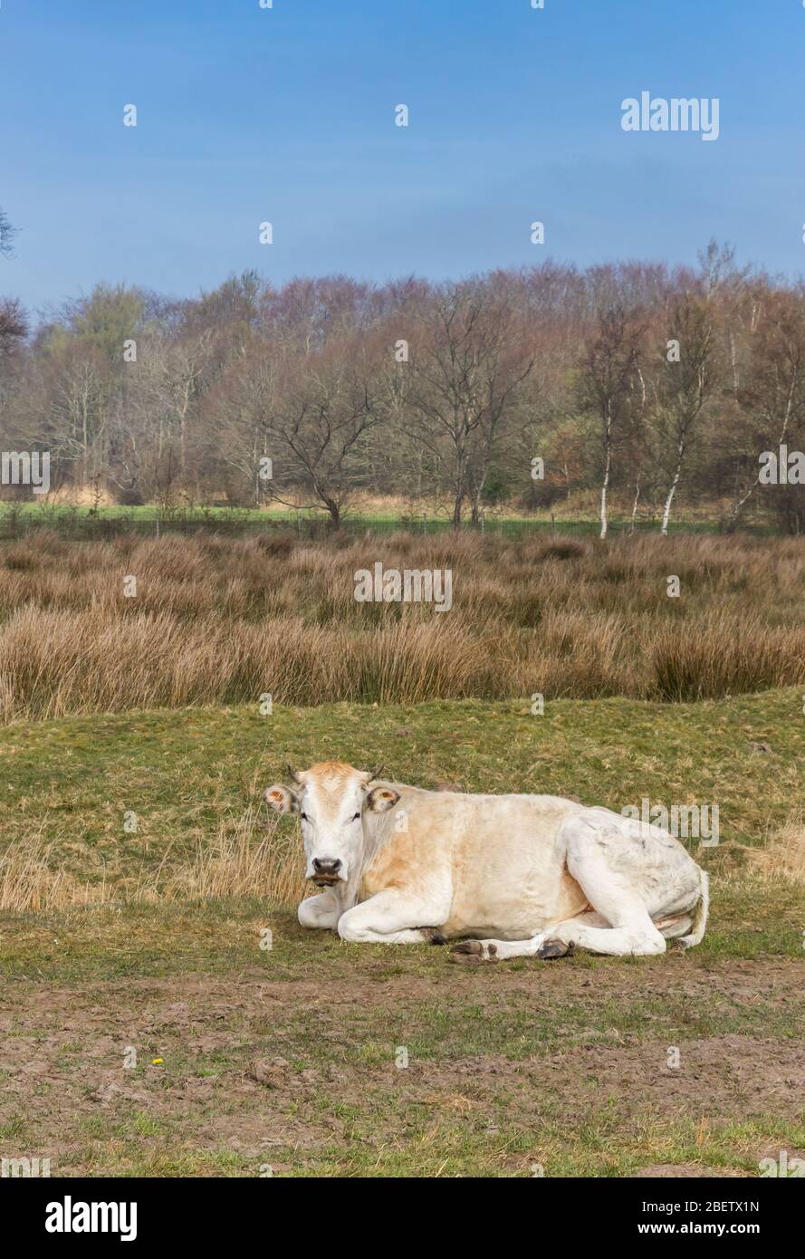 Blonde Kuh liegt im Naturschutzgebiet Wyldemerk in den Niederlanden Stockfoto