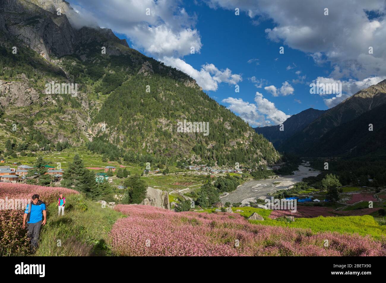 Eine der versteckten Himalaya-Pracht, Sangla Valley, in Himachal Pradesh, Indien. Buckwheats Erntezeit. Stockfoto