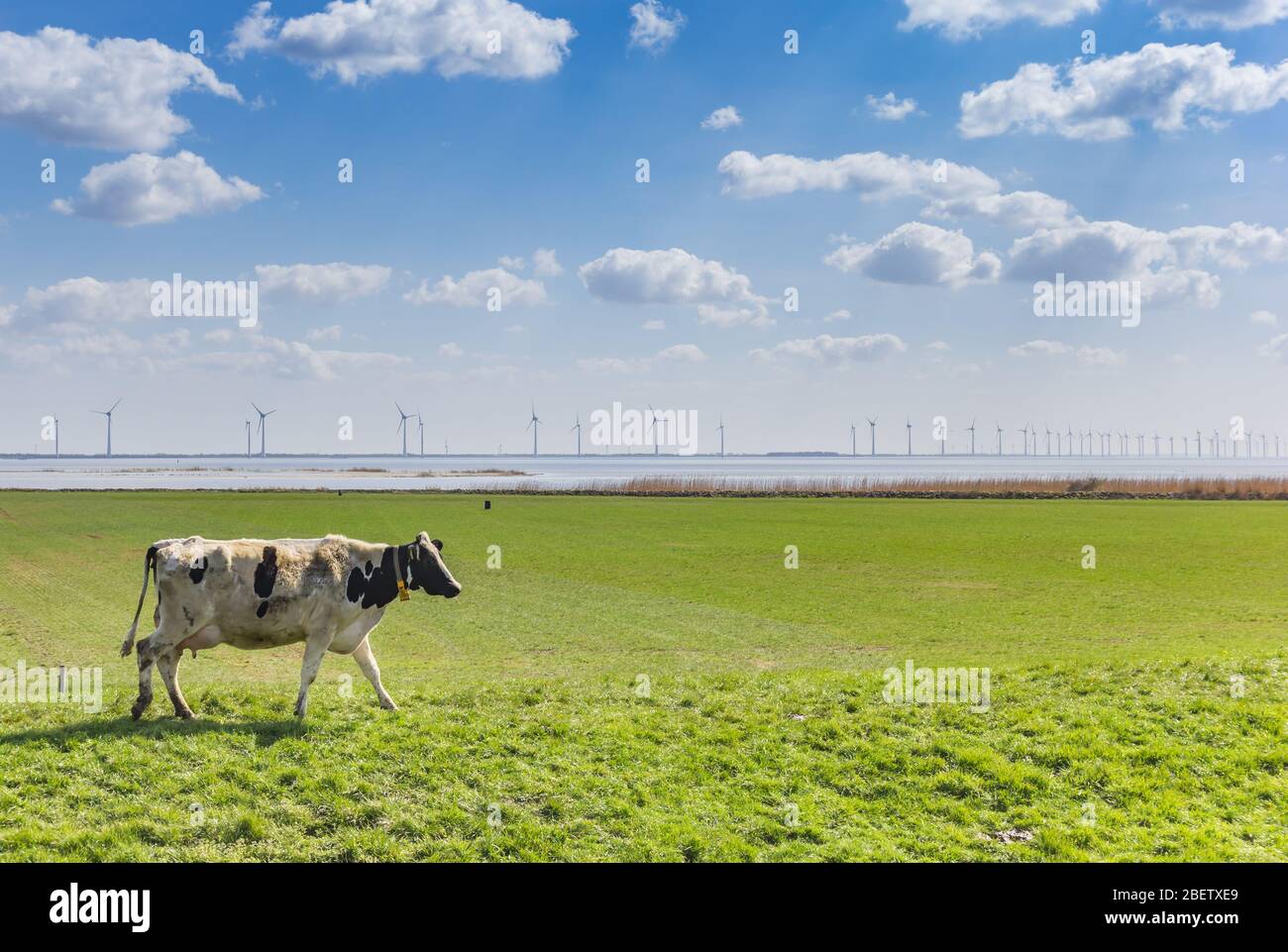 Holsteiner Kuh auf dem Deich am IJsselmeer im Gaasterland, Niederlande Stockfoto