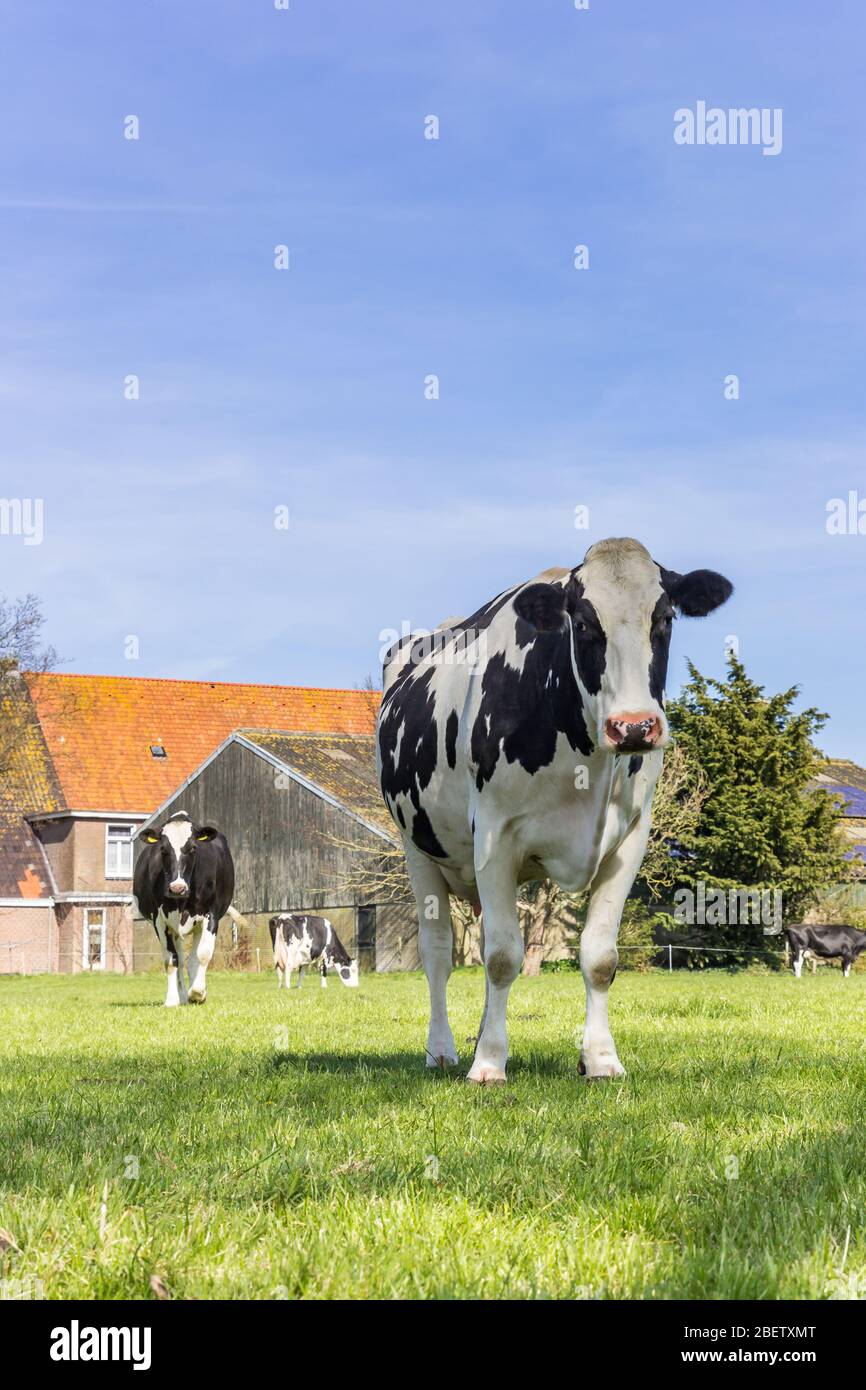 Friesische Holsteiner Kuh im Gras in Gaasterland, Niederlande Stockfoto