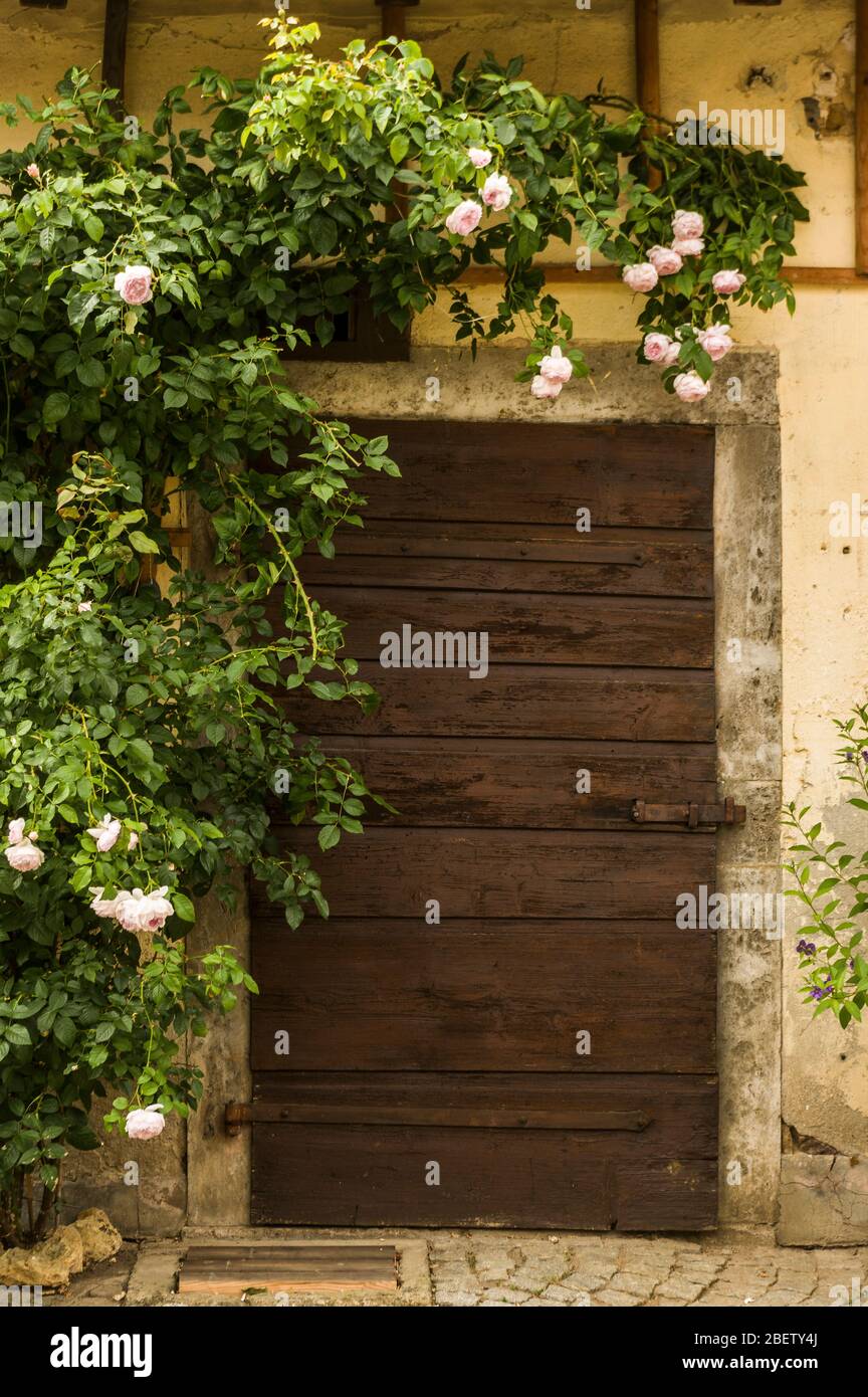 Holztür mit Bolzen, eingerahmt von Kletterrosen Eingang im Stall Stockfoto