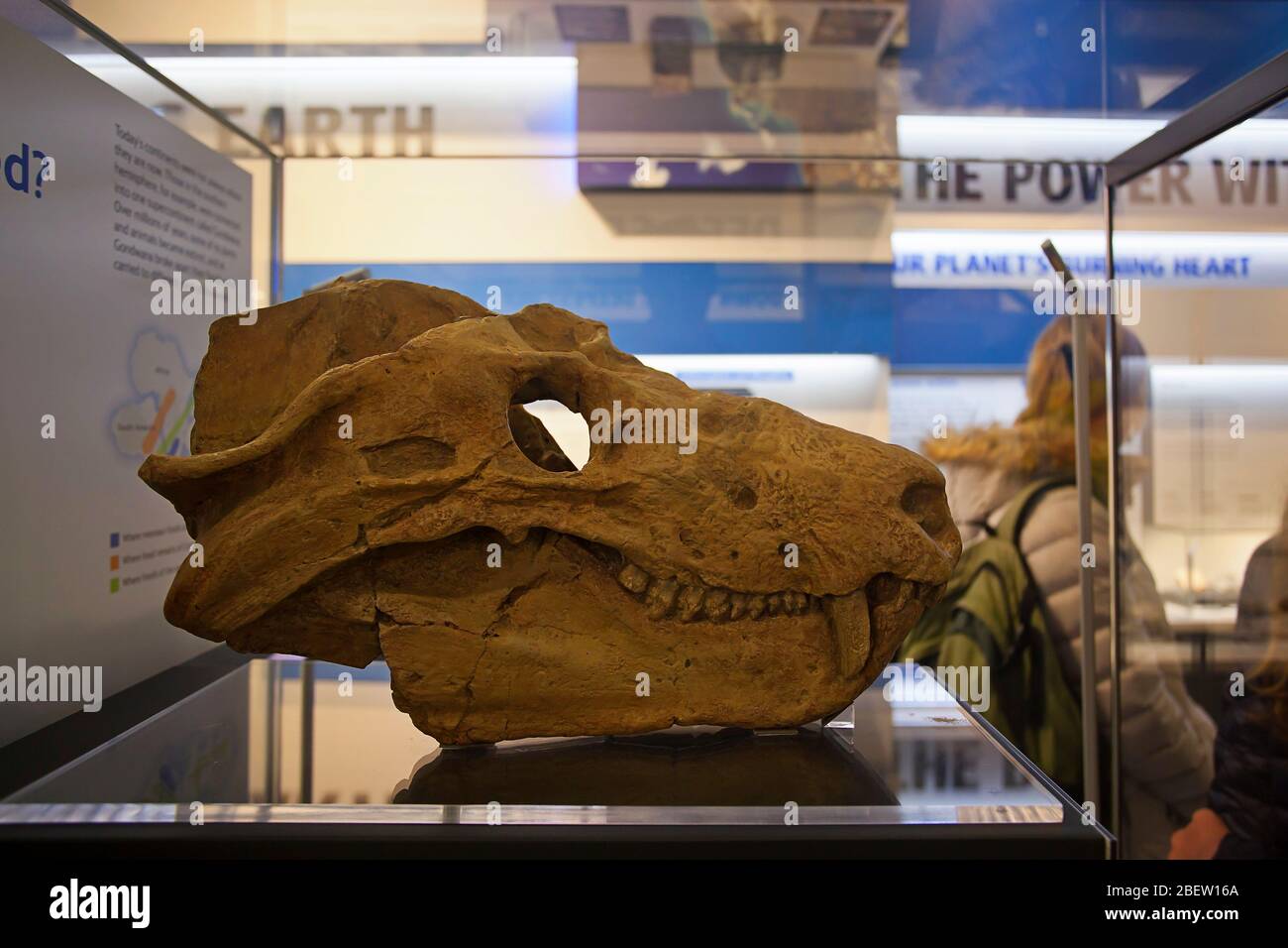 Cynognathus Schädel. Erkunden Sie das Natural History Museum, London Stockfoto