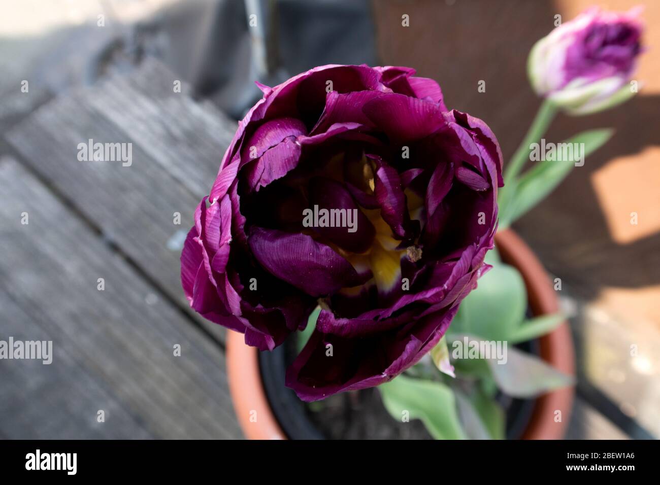 Impressionen vom Frühlingsgarten und Balkon in niederlangen, emsland, niedersachsen, deutschland, im april 2020 Stockfoto