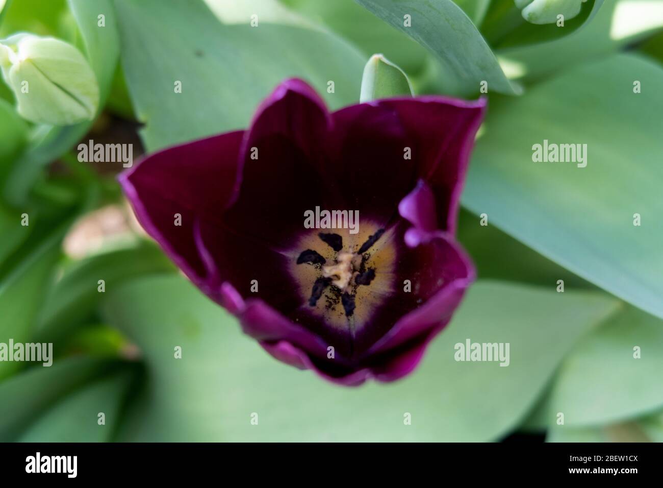 Impressionen vom Frühlingsgarten und Balkon in niederlangen, emsland, niedersachsen, deutschland, im april 2020 Stockfoto