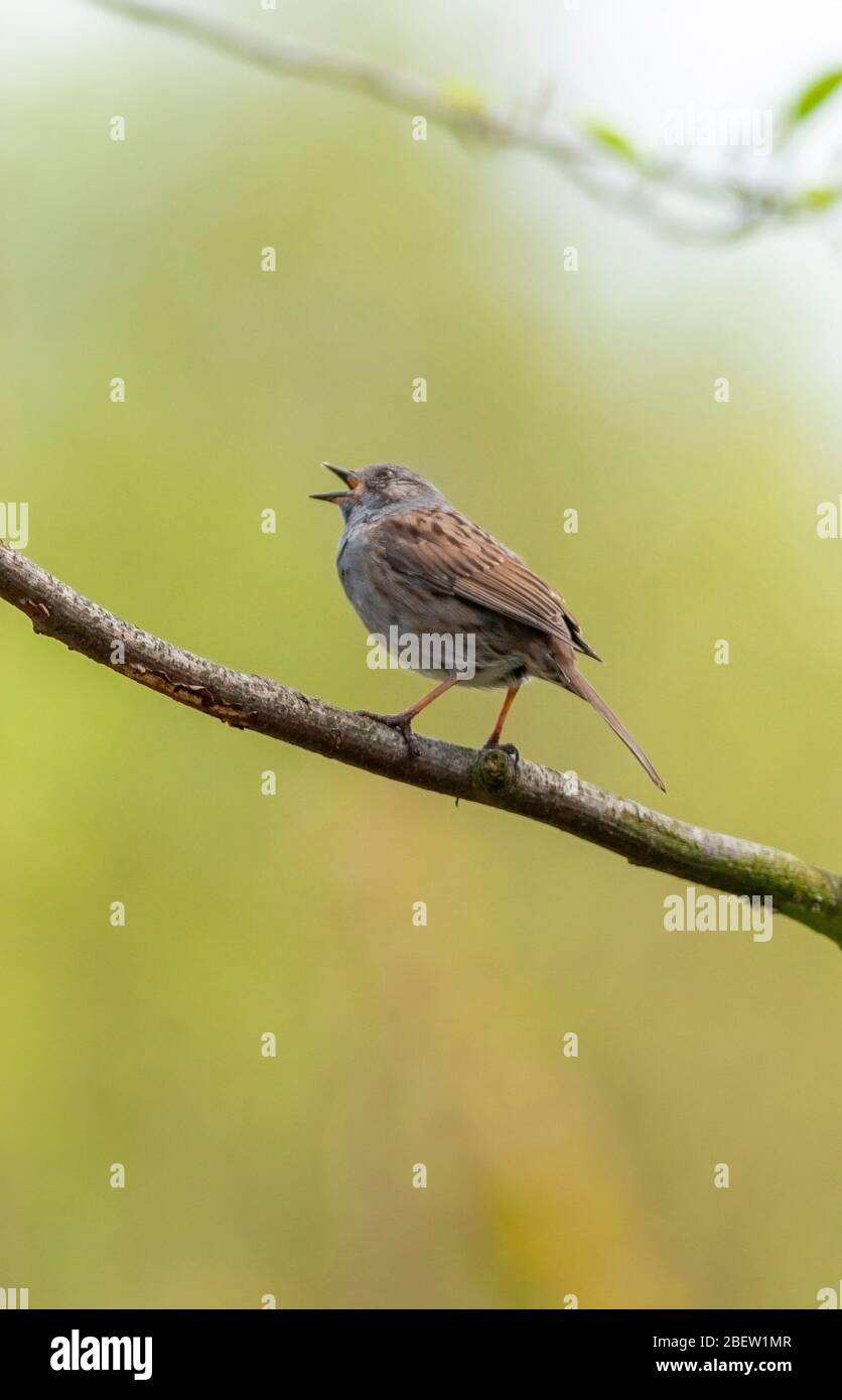 Heckenbraunelle singen Stockfoto