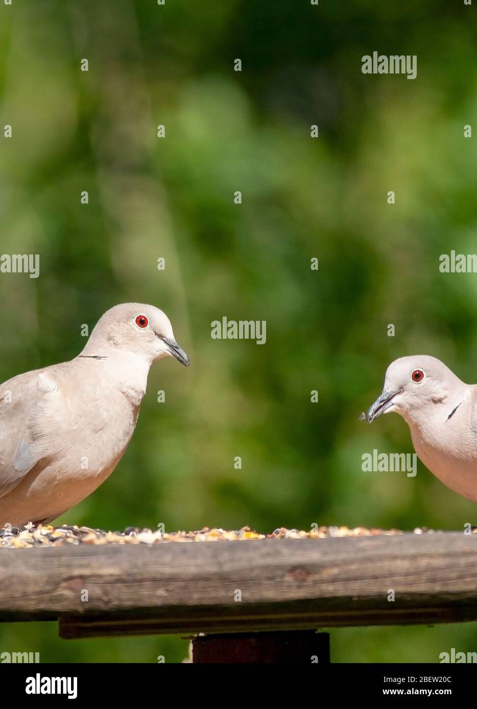 Ein Paar Halstauben, die sich auf einem Vogeltisch ernähren. Naturschutzgebiet Mere Sands, Lancashire Stockfoto