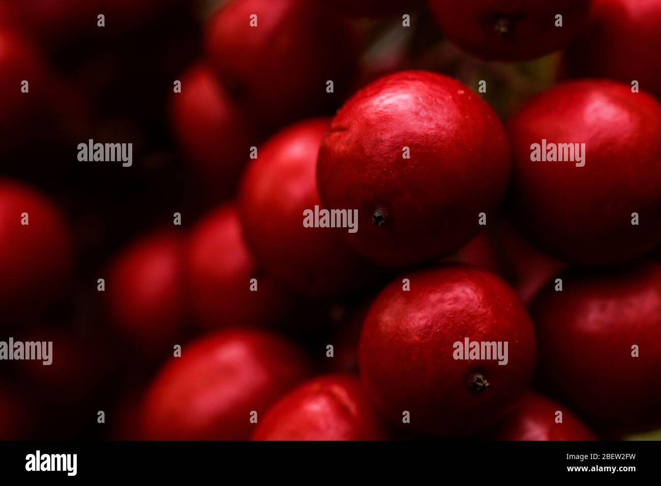 Nahaufnahme von roten Beeren auf einem Busch Stockfoto