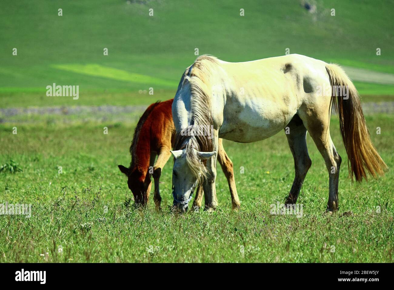 Fohlen und Mutterpferd weiden zusammen. Colt lässt keine kleinen Seitenketten am Mutterpferd hängen. Stockfoto