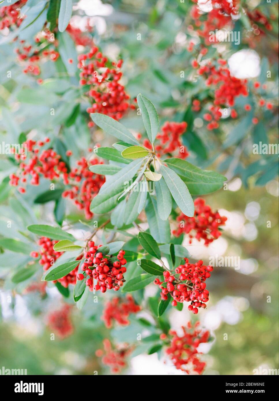 Rote Beeren hängen im Baum im Freien lebendig und bunt Stockfoto
