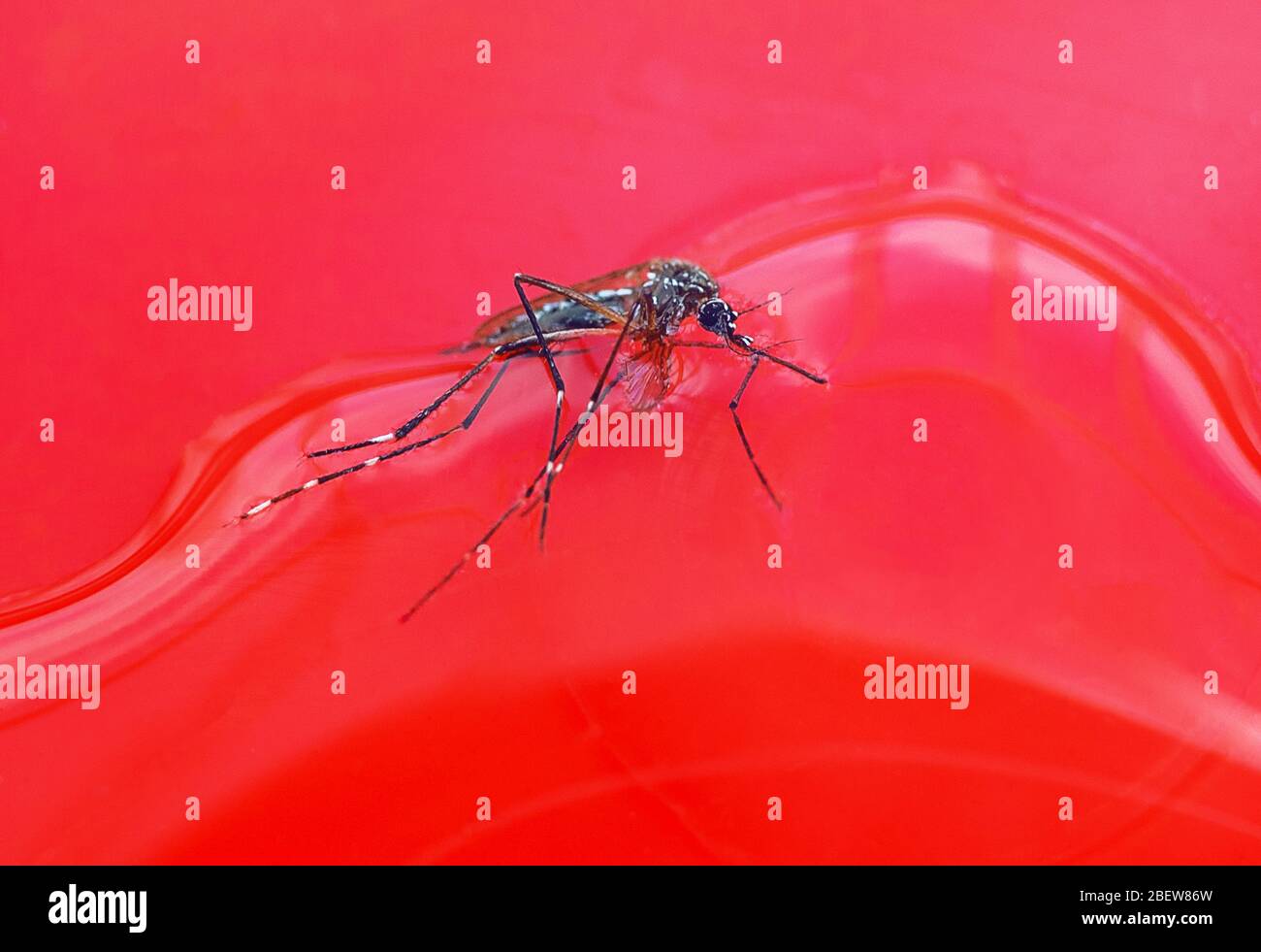 Tote Mücke in einem Wassertropfen mit rotem Hintergrund Stockfoto