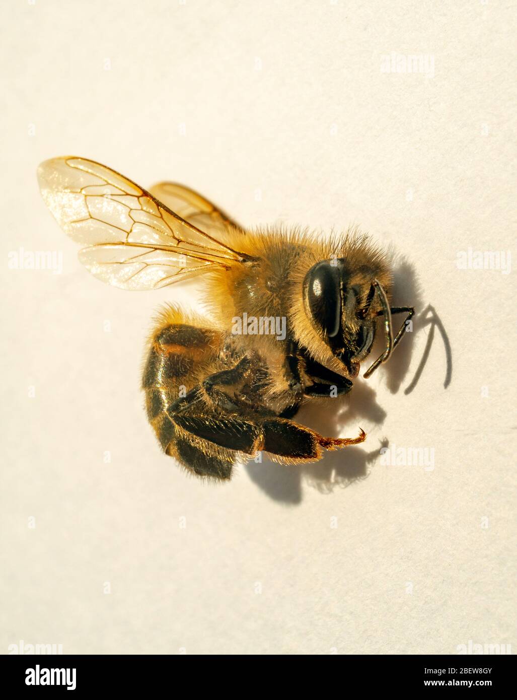 Detail einer Biene auf weißem Hintergrund Stockfoto