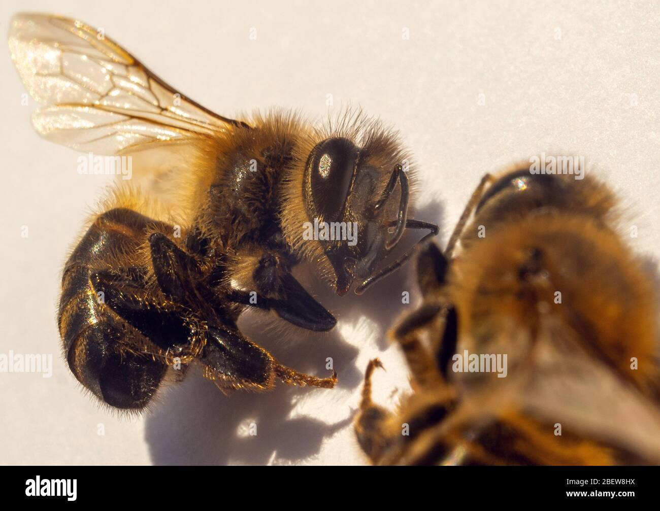 Detail von zwei Bienen auf weißem Hintergrund Stockfoto
