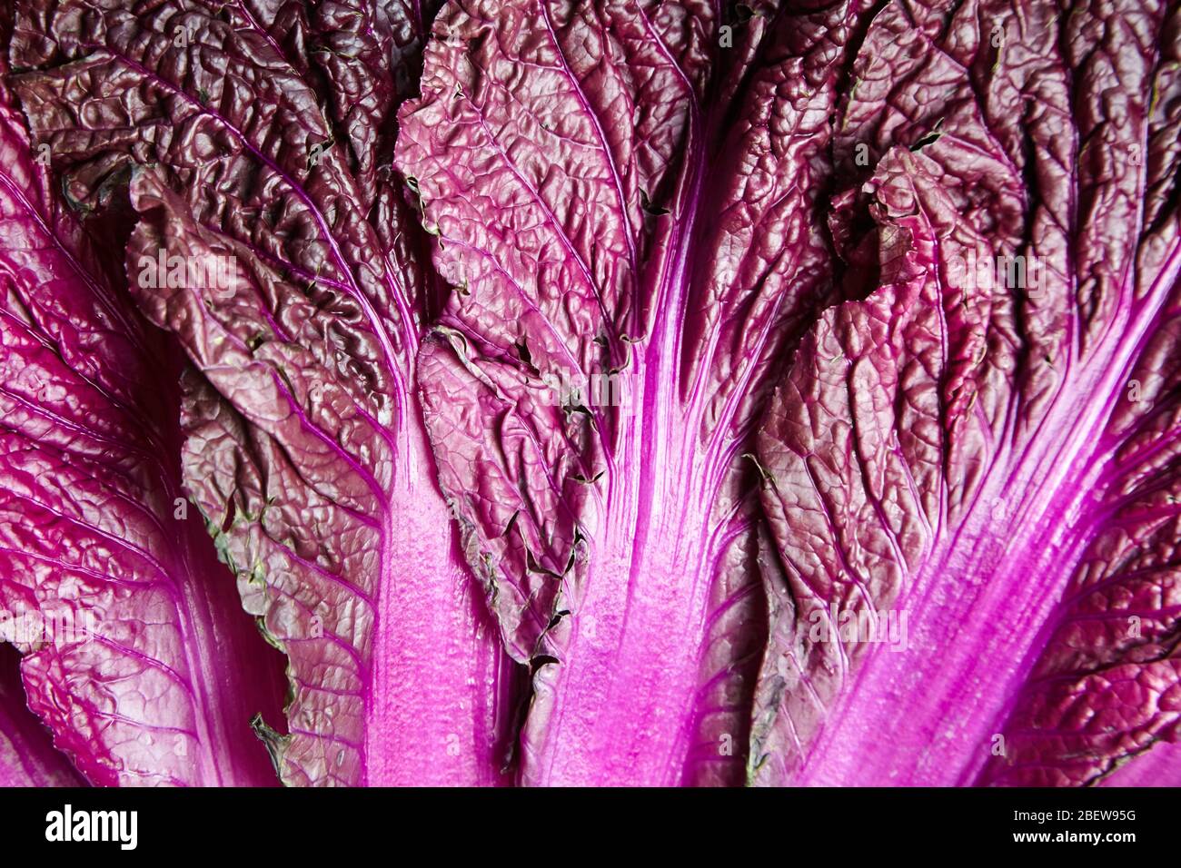 Lila Blätter von Rotchinesischen Kohl Hintergrund, Textur. Napfkohl Stockfoto