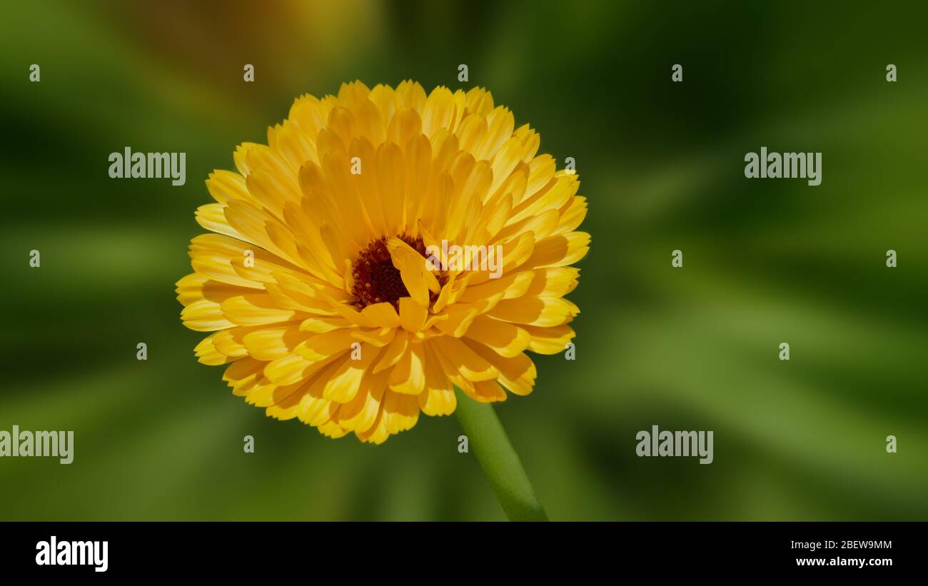 Gelbe Ringelblume - Calendula officinalis L vor grünem Hintergrund Stockfoto