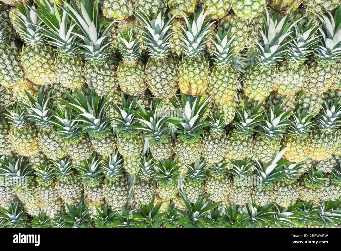 Geerntete Bio-Ananas, Costa Rica, Mittelamerika Stockfoto