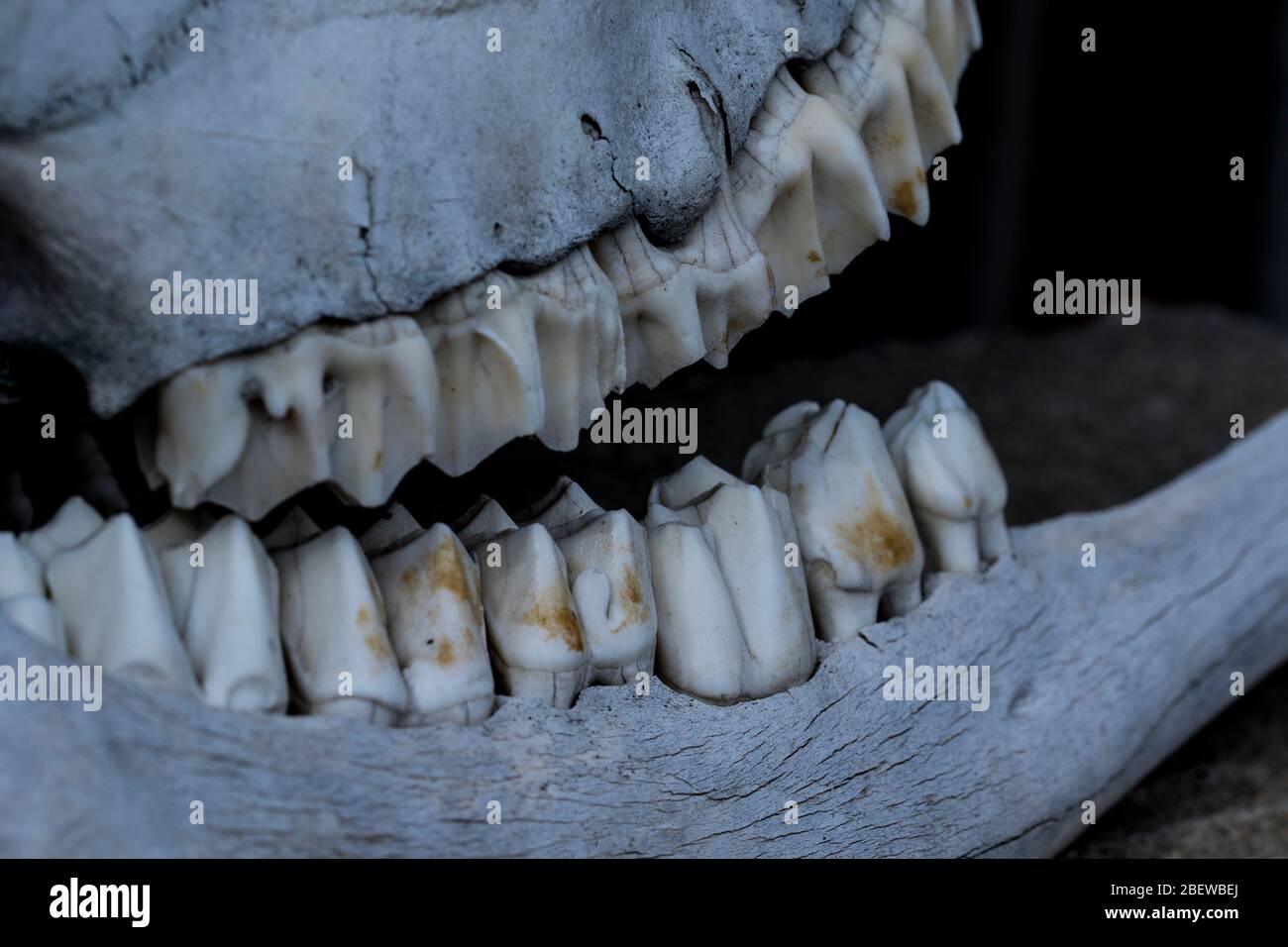 Tierknochen und Zähne schließen Kiefer von Hirschen. Große Zähne aus dem Schädel eines Pflanzenfressens. Knochen und Zähne Textur. Stockfoto