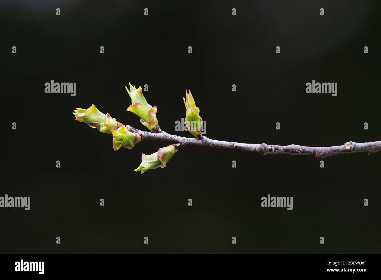 Frühe Frühlingsblattknospen am Ast Stockfoto