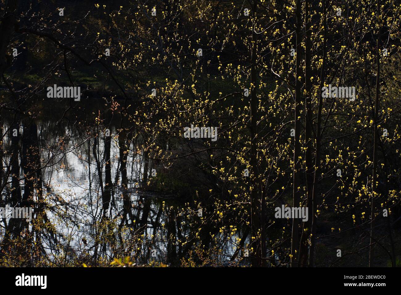 Hinterleuchtete Bäume und Blätter im frühen Frühjahr Stockfoto