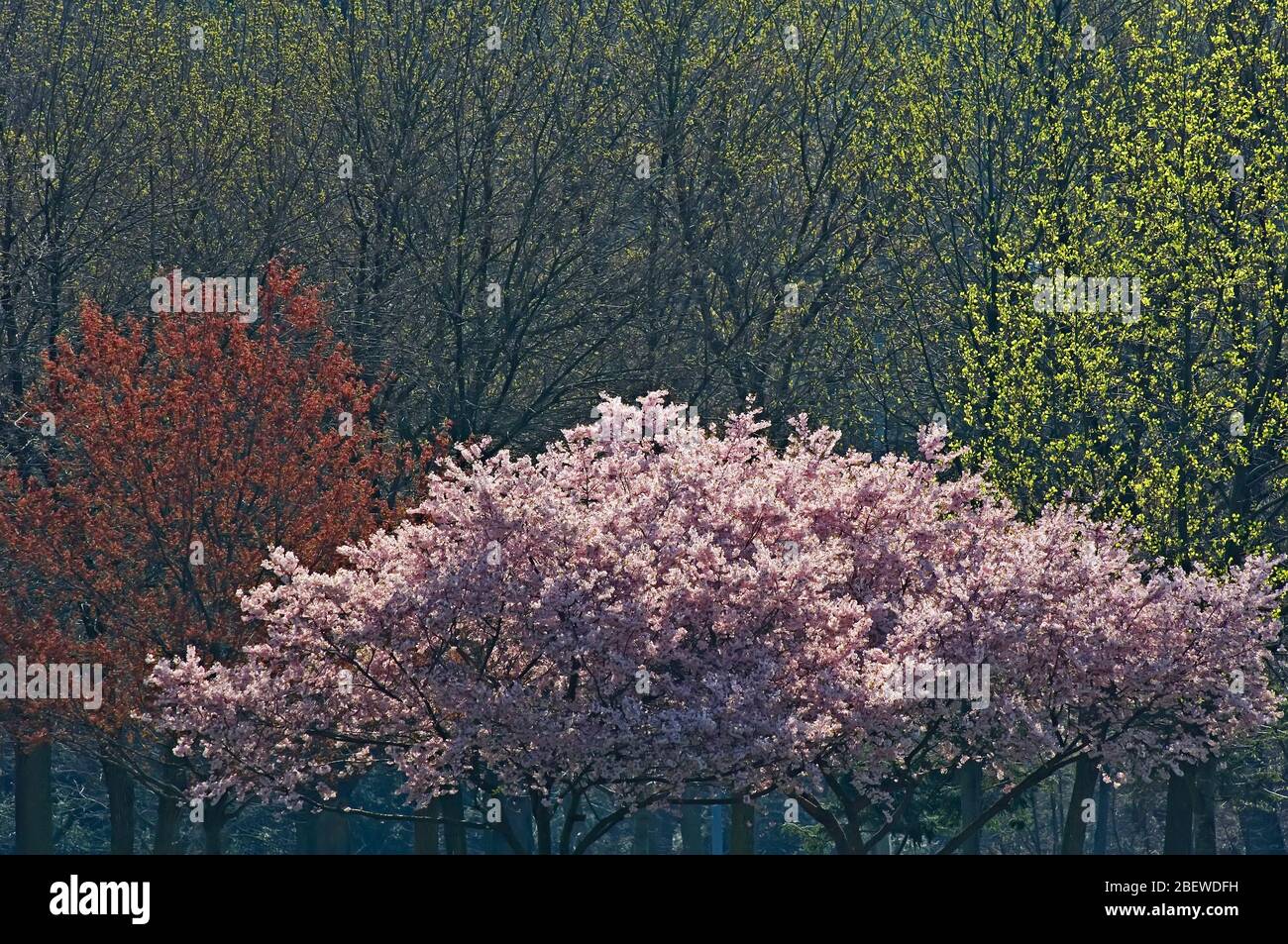 Beleuchtete blühende Frühlingsbäume in einer Parkanlage Stockfoto