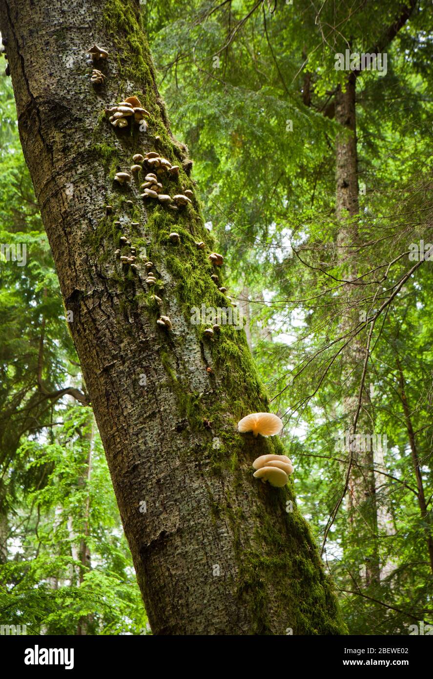 Ein teilweise gefallener Baum mit Pilzen, Moran State Park, Orcas Island, Washington, USA Stockfoto