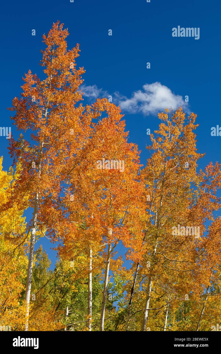 Orange und gelbe Espen Blätter im Herbst, Million Dollar Highway, San Juan Mountains, Colorado Stockfoto