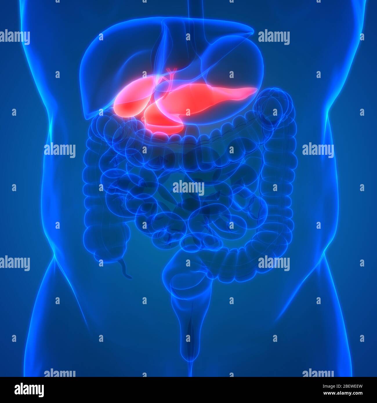 Menschliches Organ Pankreas mit Gallenblase Anatomie Stockfoto