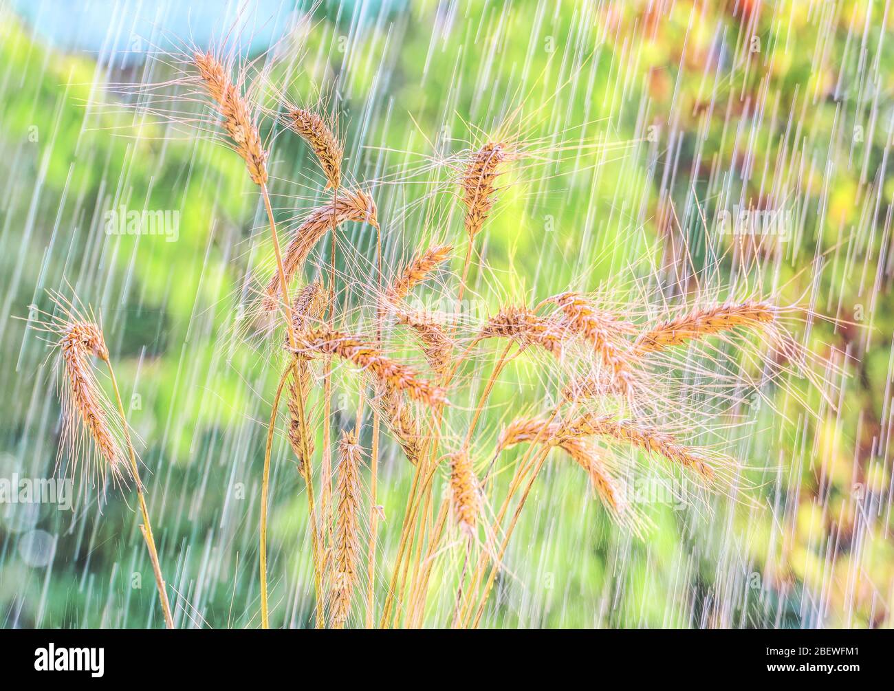 Sommer Regen und Weizen Ährchen. Stockfoto
