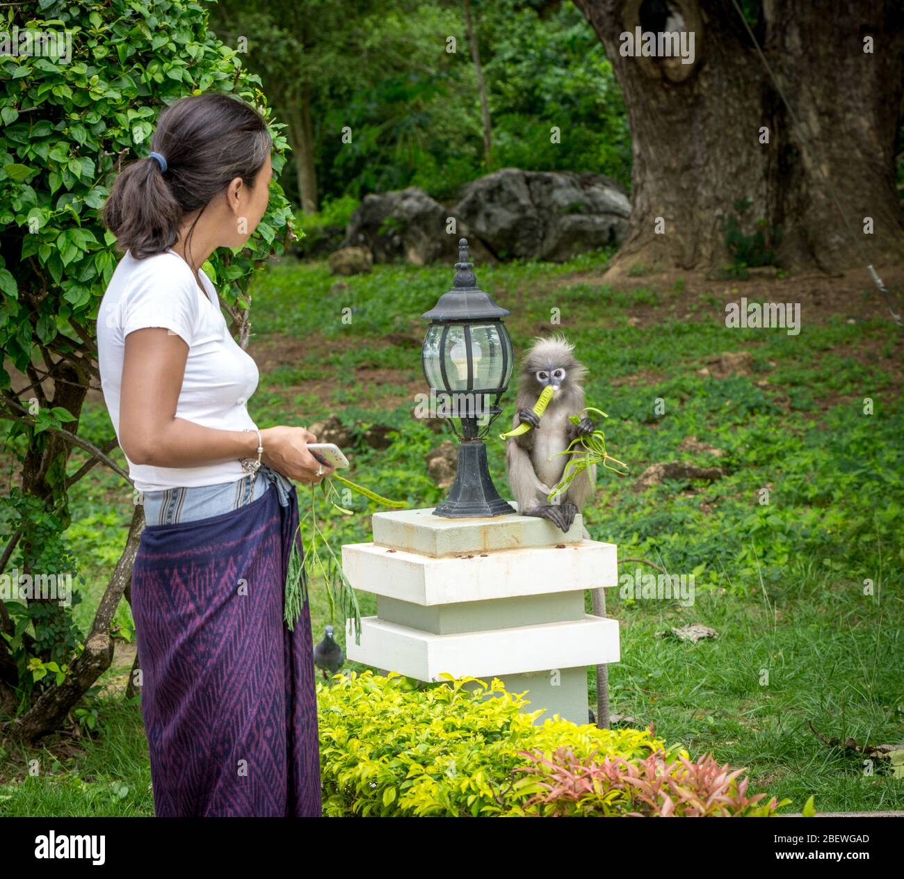 Frau in Sarong beim Essen von Dusky Monkey in Lommuak Thailand Stockfoto