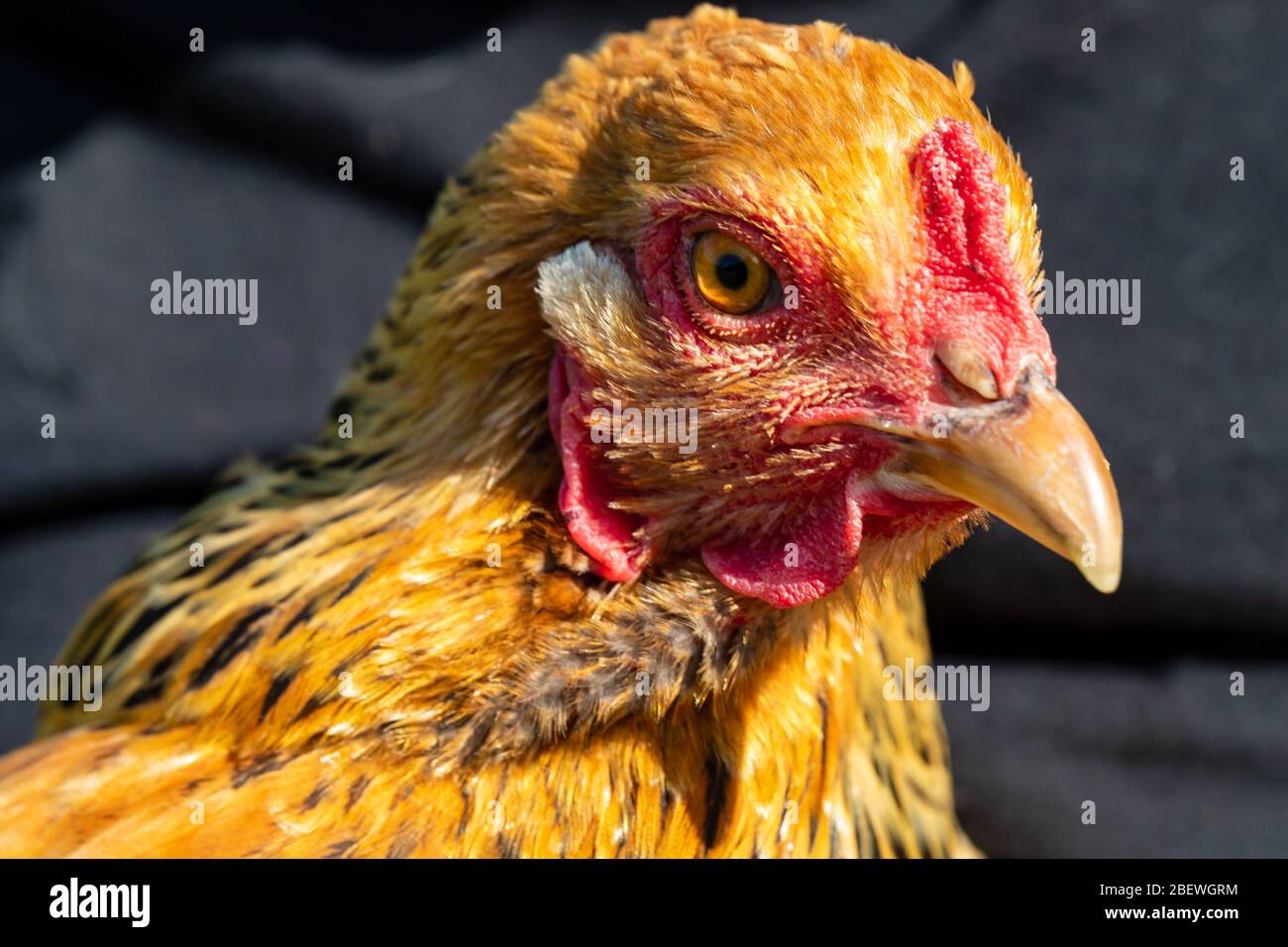Alert Buff Brahma Chicken schaut auf die Kamera Stockfoto