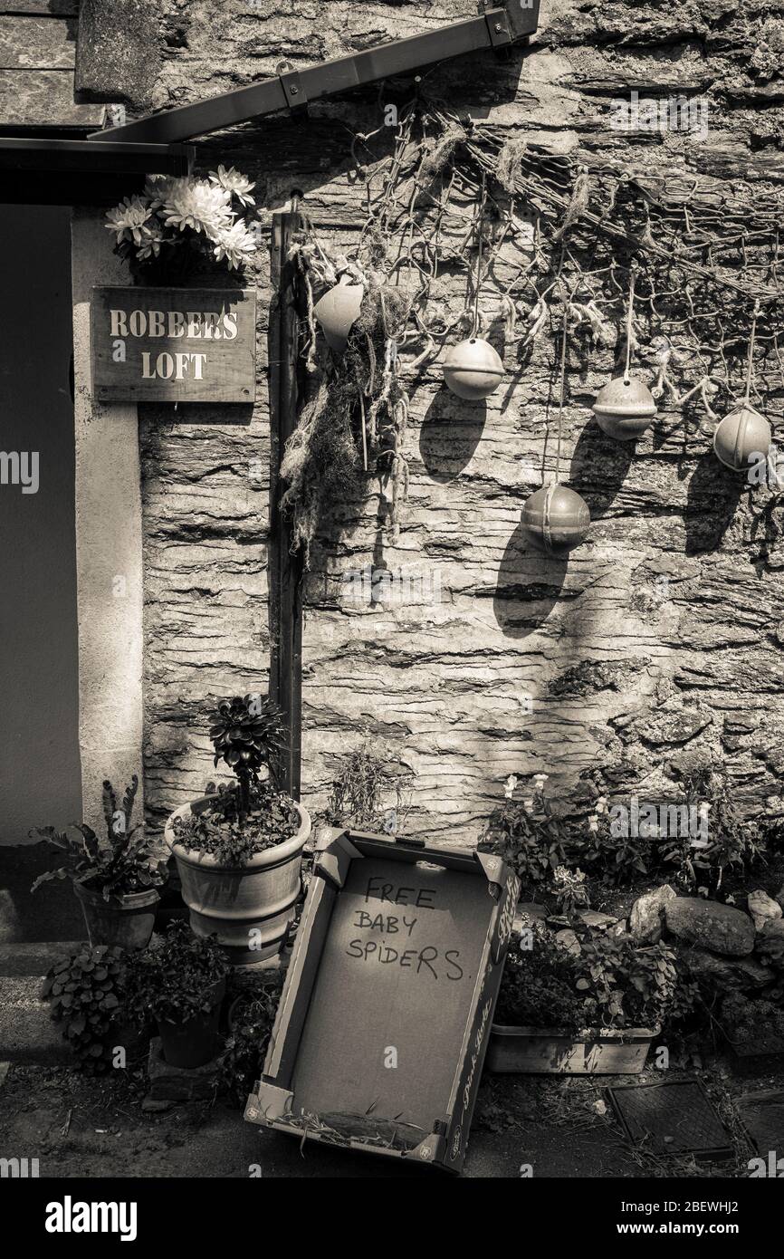 'Free Baby Spiders' amüsantes Schild vor dem kleinen Haus im Dorf am Meer, East Prawle Stockfoto