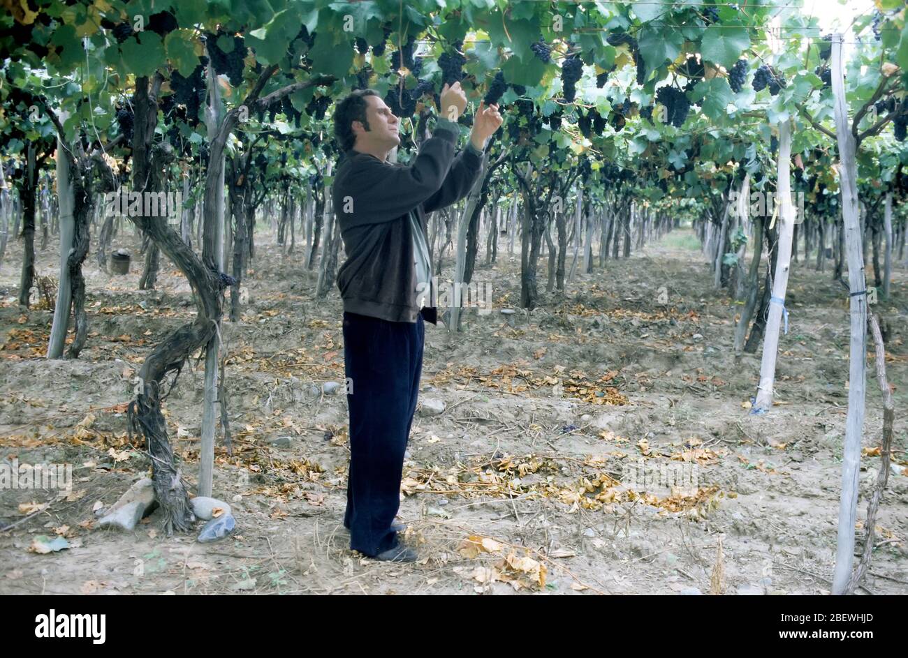 Man kontrolliert die Reben im Weinberg, Mendoza, Argentinien Stockfoto