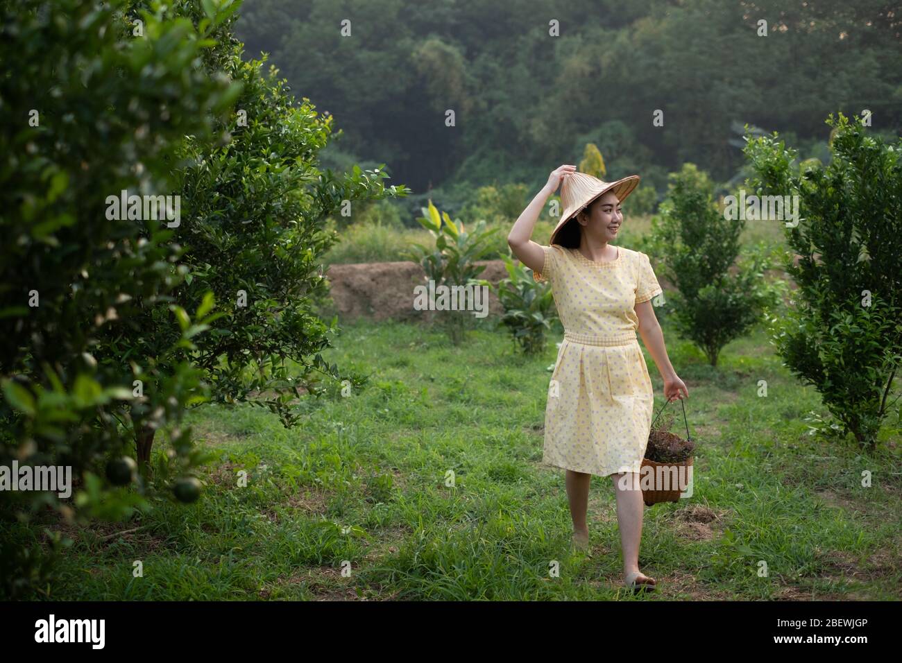 Junge Gärtnerin Asia Frau lächelnd und trägt den Korb Thai in den Honig Mandarine Orangen Garten, Glück und gesundes Lifestyle-Konzept Stockfoto