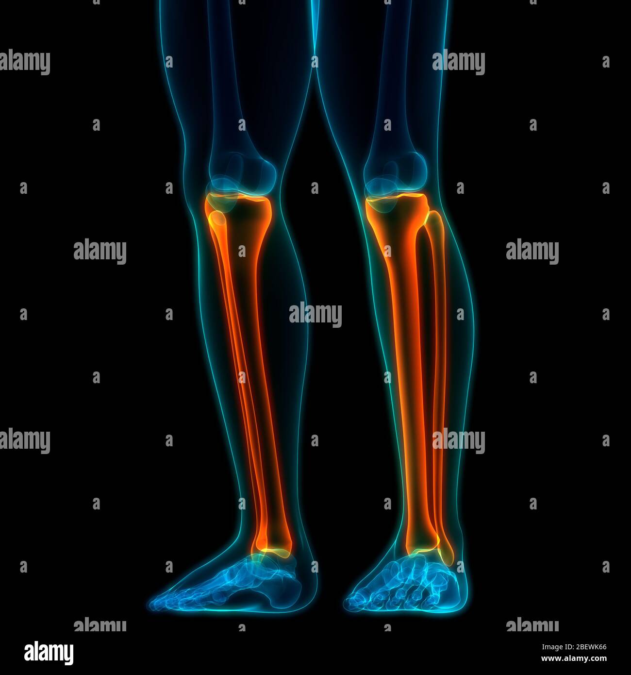 Anatomie der Knochengelenke des menschlichen Skelettsystems