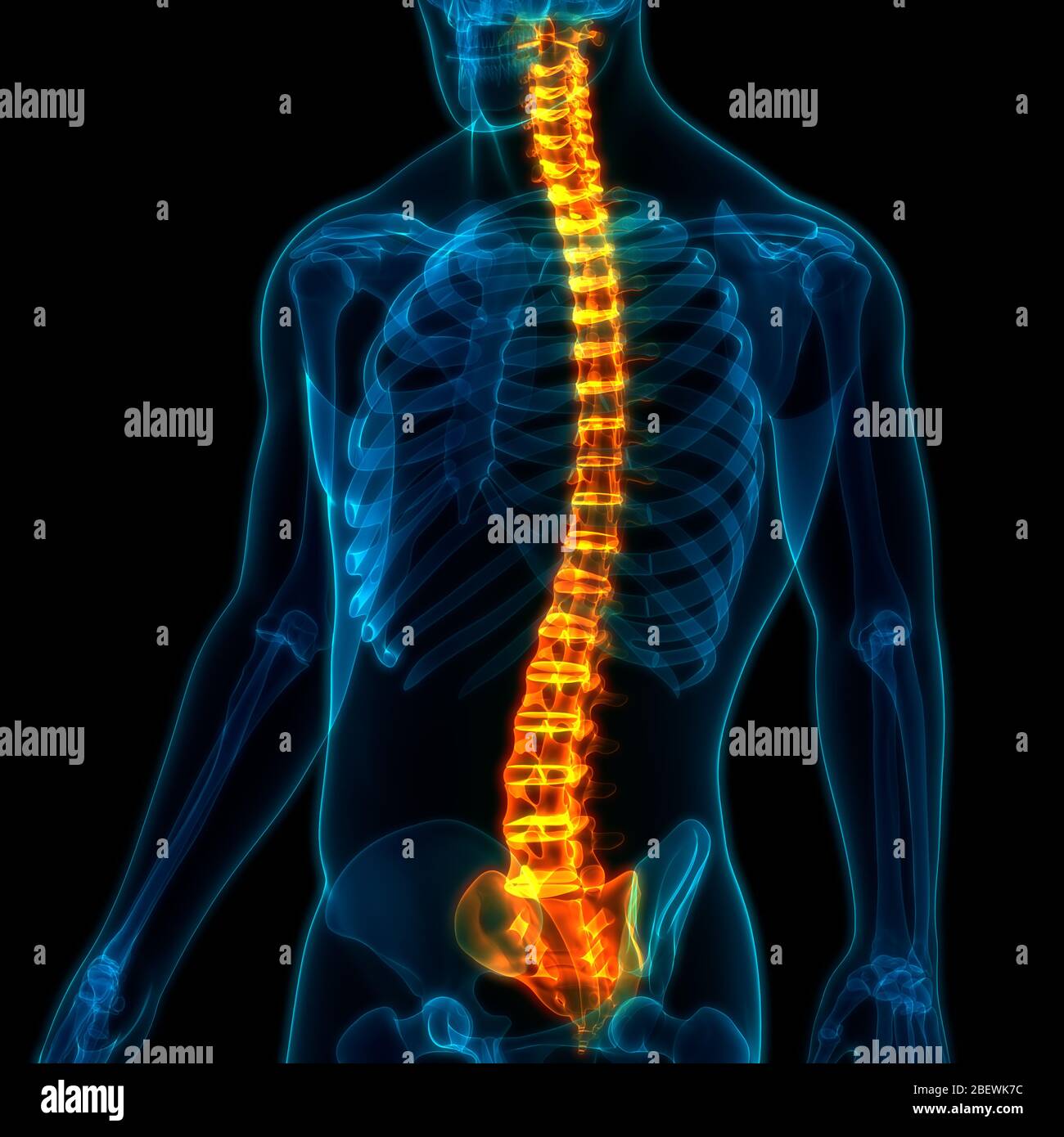 Die Wirbelsäule von menschlichen Skelett System Anatomie ...