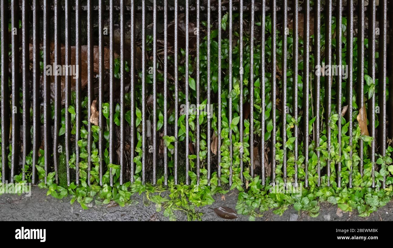 Die Nahaufnahme des Stahlschachtes aus Metall bedeckt mit Pflanze auf nassem Hintergrund. Stockfoto