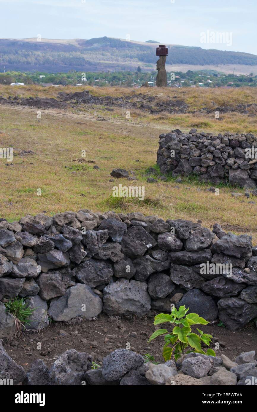 Manavai-Gärten umgeben von Lavafelsen, um Pflanzen vor Wind zu schützen und Feuchtigkeit zu erhalten, mit Moai in der Ferne auf der Osterinsel Stockfoto