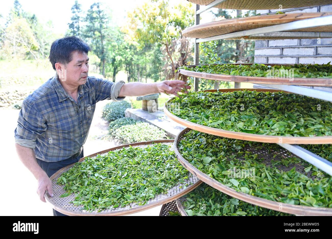 Wuyishan, Chinas Provinz Fujian. April 2020. Teekocher Liu Feng lüftet Teeblätter von Wuyi Rock Tee bei einer Tegesellschaft in der malerischen Gegend des Wuyi Berges, südöstlich von Chinas Provinz Fujian, 15. April 2020. Am Mittwoch begann eine Teekultur-Aktivität in der landschaftlich schönen Gegend am Wuyi Berg, mit Teebauern, die den Frühlingstee pflücken. Kredit: Lin Shanchuan/Xinhua/Alamy Live News Stockfoto