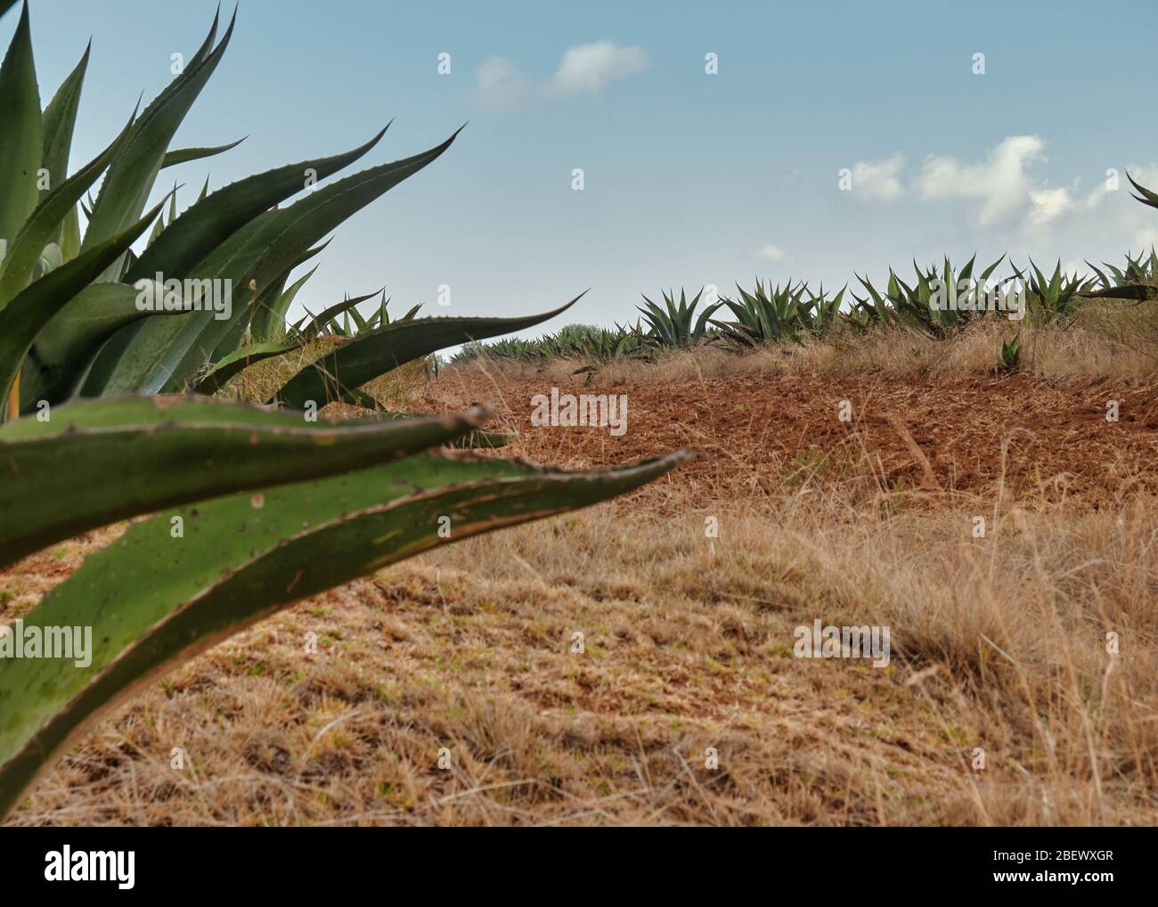 Anbau von Agave americana in Mexiko, Nahaufnahme und Panorama von Maguey Pflanzen verwendet, um das alkoholische Getränk Pulque zu produzieren Stockfoto