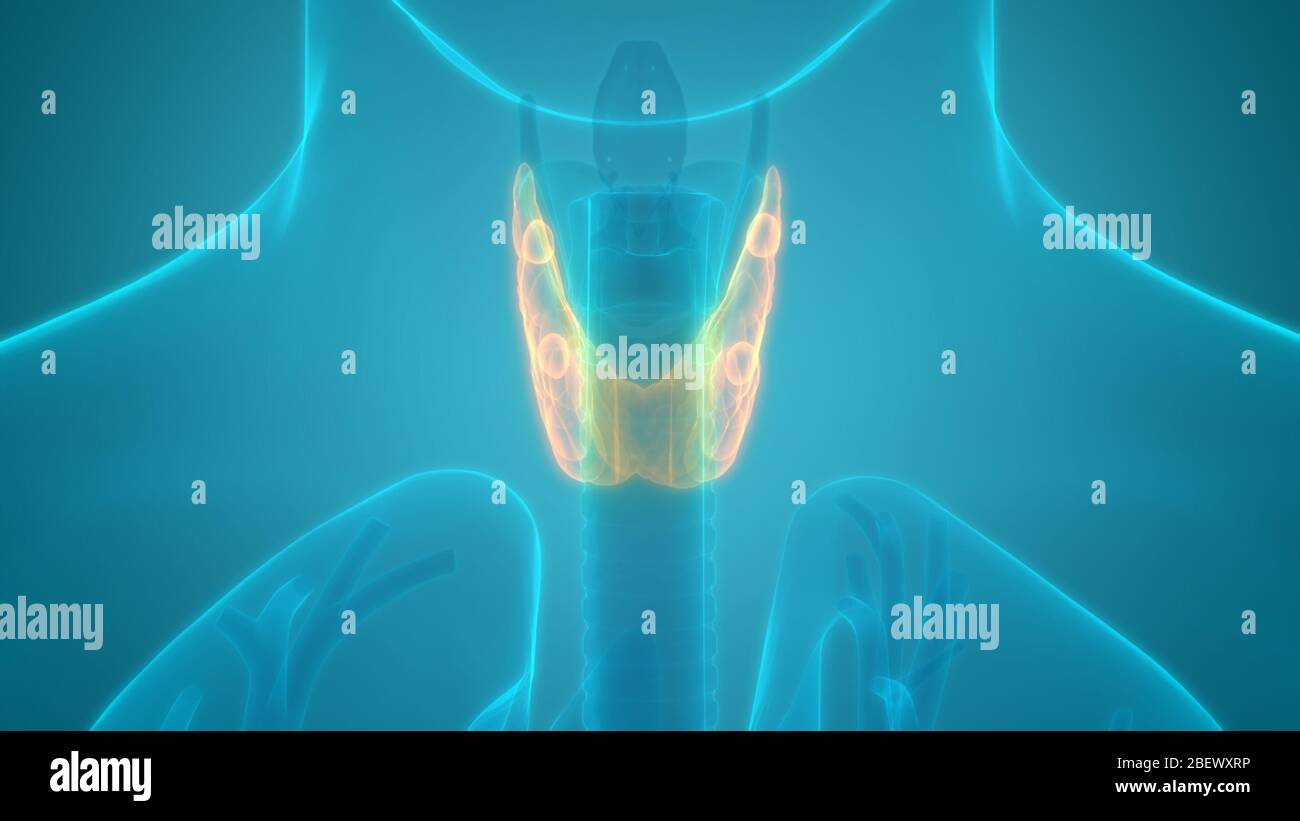 Die Drüsen der Schilddrüse Anatomie Stockfoto