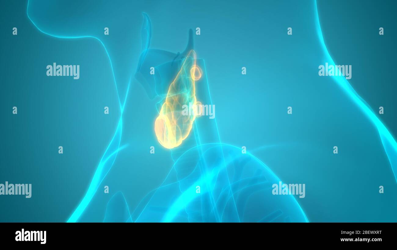Die Drüsen der Schilddrüse Anatomie Stockfoto
