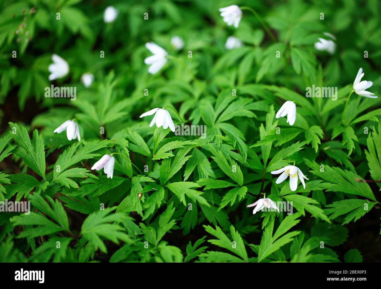 Schöne weiße Anemonen, die im Wald blühen. Frühe weiße Frühlingsblumen Stockfoto