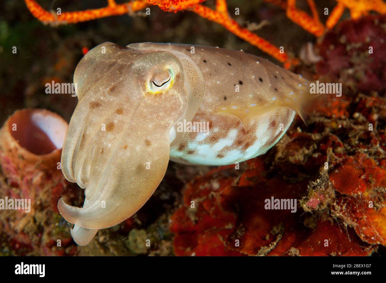 Tintenfisch, Sepia finden Flores Indonesien. Stockfoto