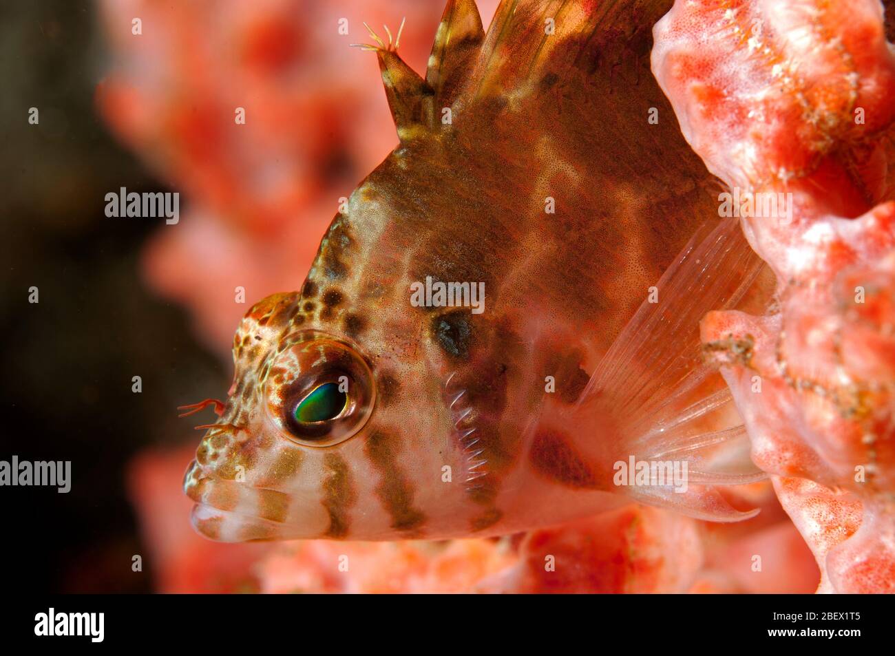 Fadenflossen-Falkenfisch, Cirrhitichthys aprinus, Raja Ampat Indonesien. Stockfoto