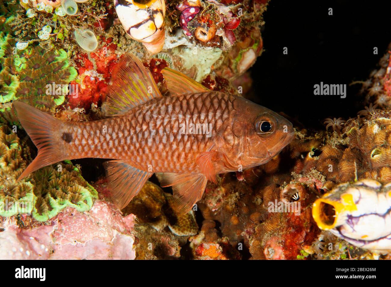 Steinbock-Kardinalfisch, Apagon capricornis, Sulawesi Indonesien. Stockfoto