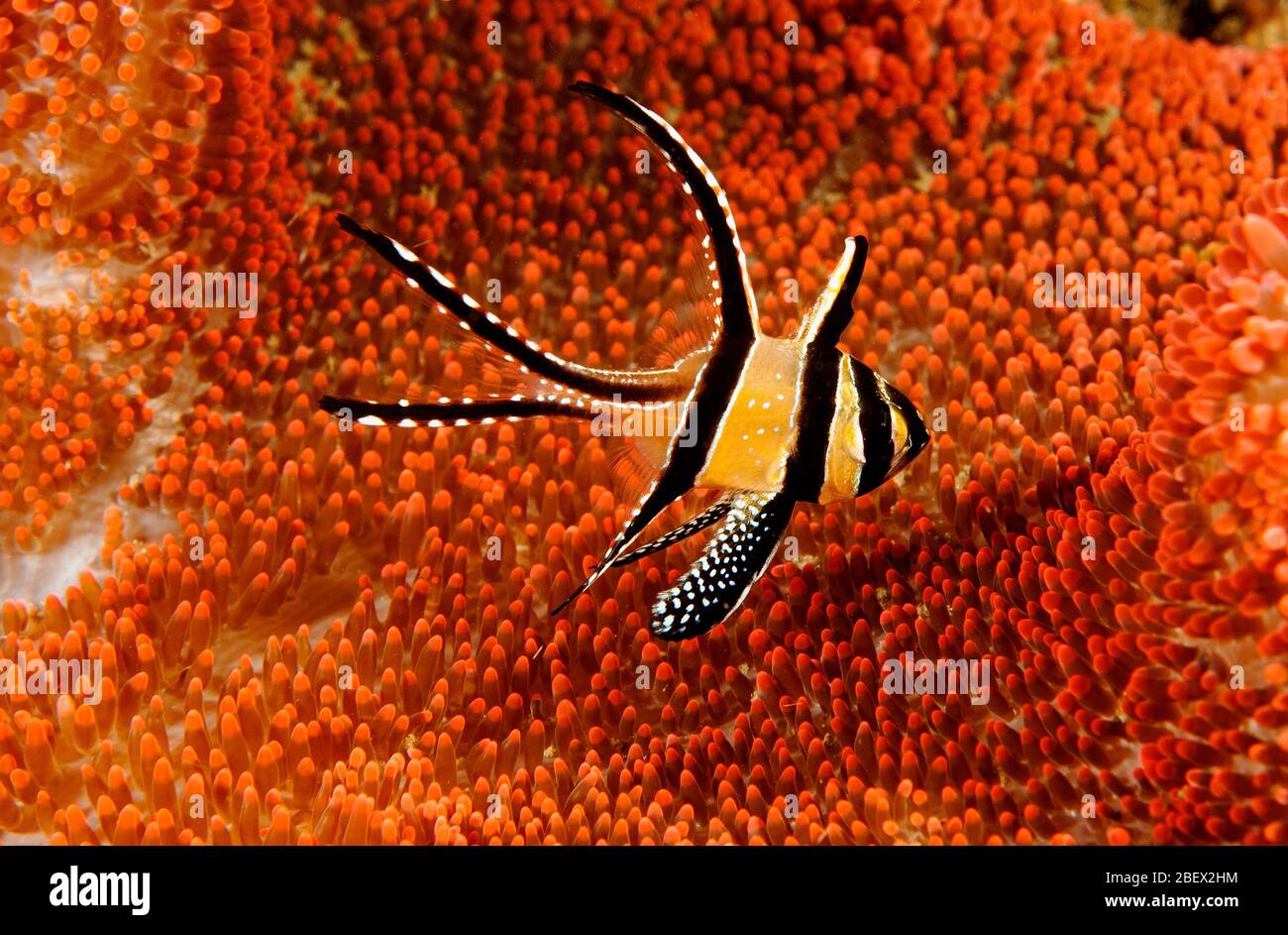 Banggai Kardinalbarschen, Pterapogon Kauderni, Sulawesi in Indonesien. Stockfoto