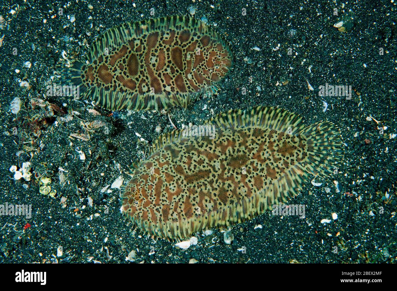 Teppichsohlen, Liachirus melanospilus, Sulawesi Indonesien. Stockfoto