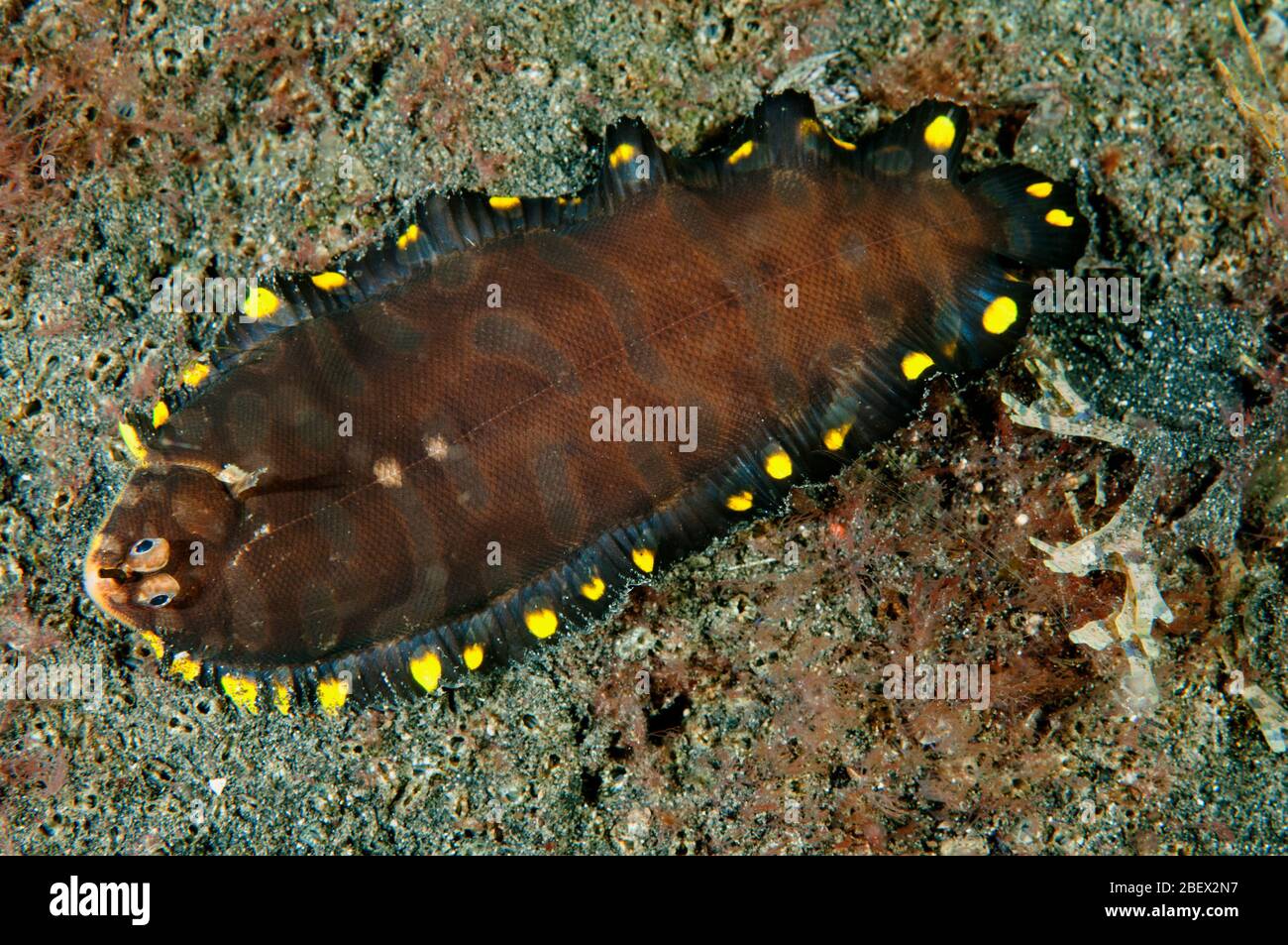 Unbeschriebene Seezunge, Soleichthys sp., Sulawesi Indonesien. Stockfoto