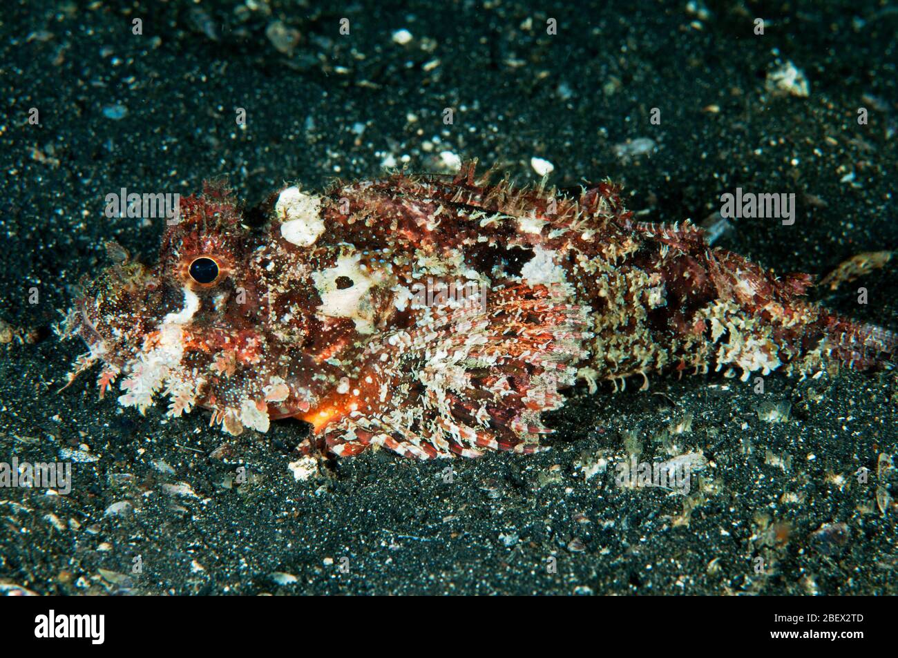 Poss Scorpionfisch, Scorpaenopsis possi, Sulawesi Indonesien. Stockfoto