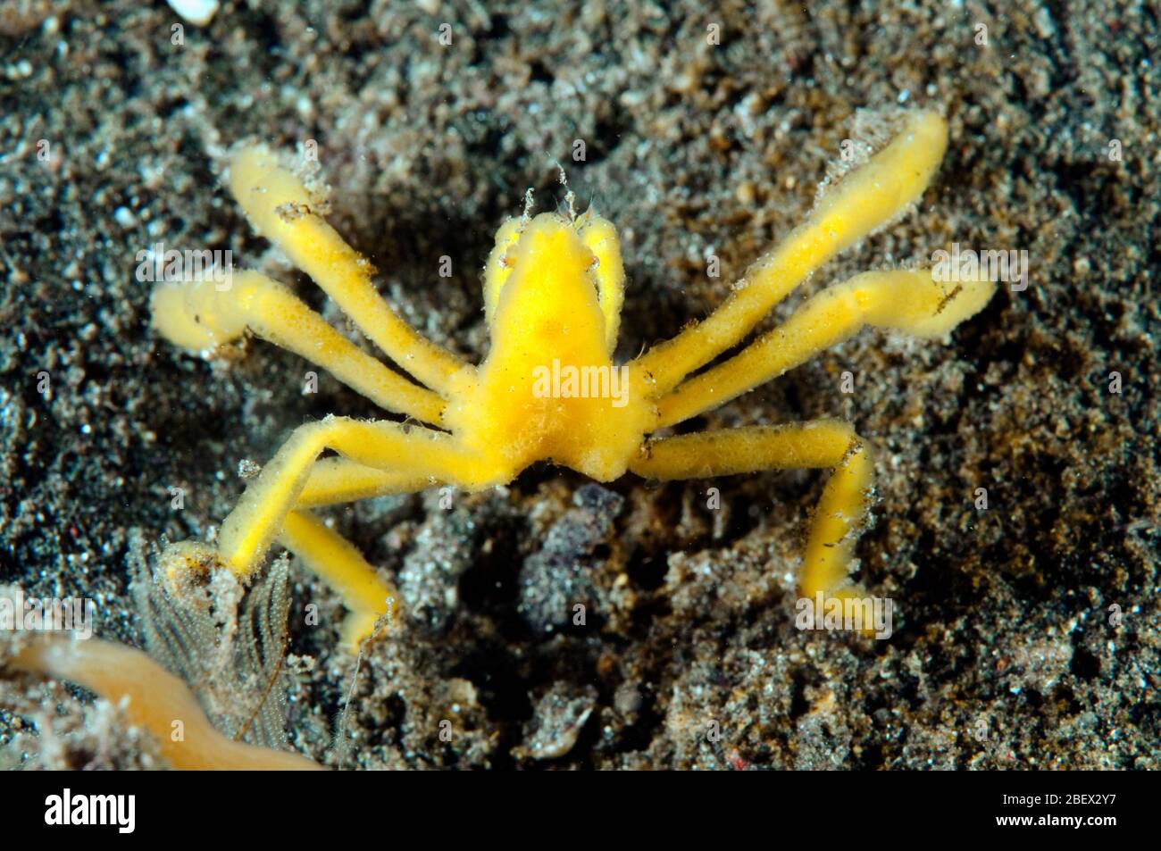 Spinnenkrabbe, Achaeus sp., Sulawesi Indonesien. Stockfoto
