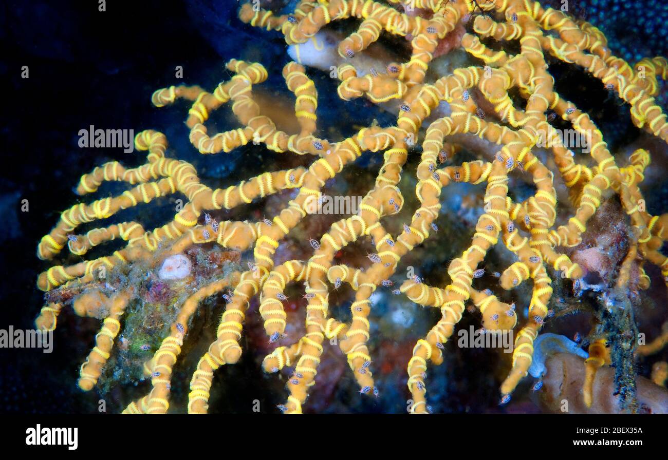 Amphiboden und brüchige Sterne auf einem verzweigten Schwamm, Komodo Nationalpark Indonesien. Stockfoto